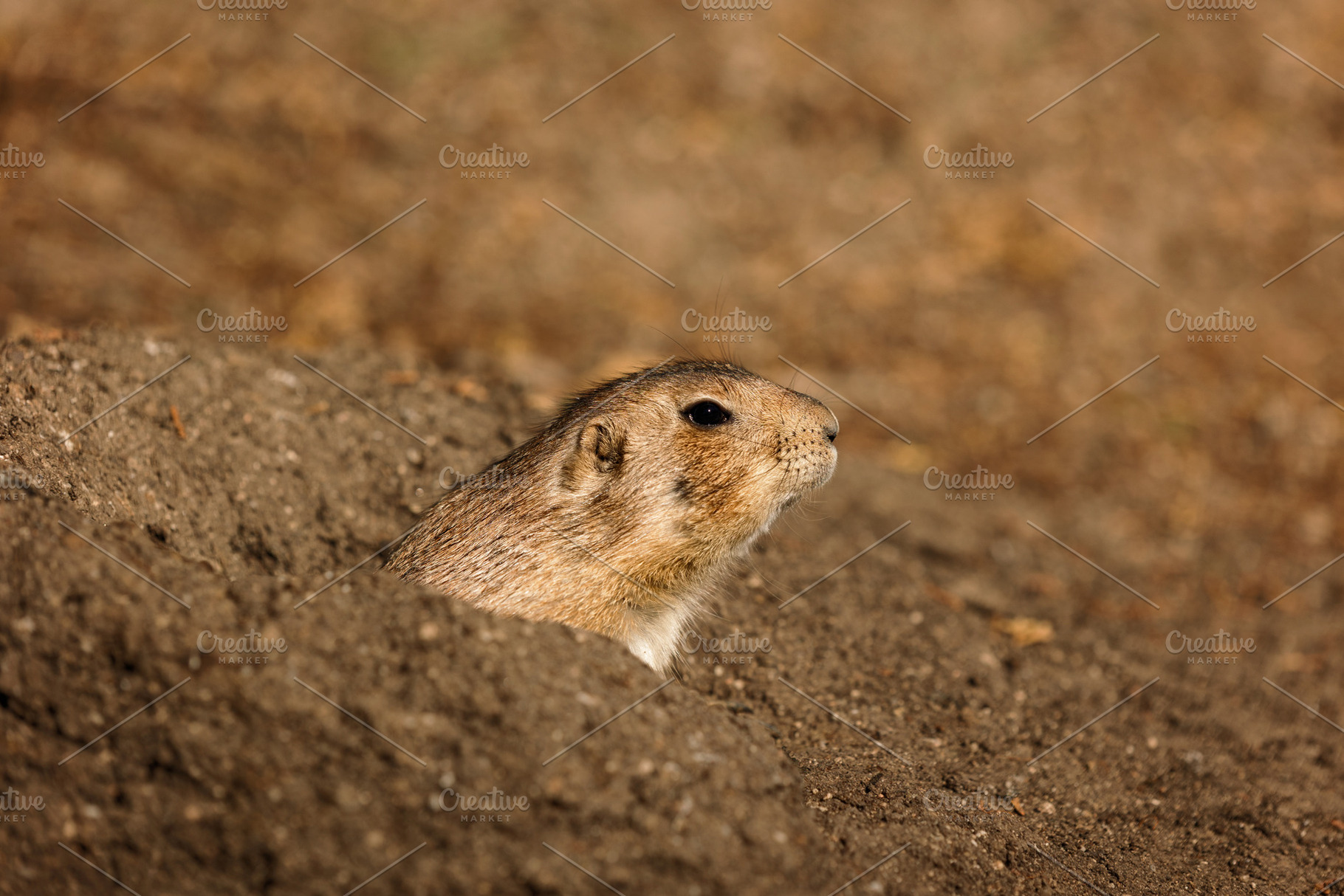 Prairie dog peeking out of its burro, an Animal Photo by Perpis