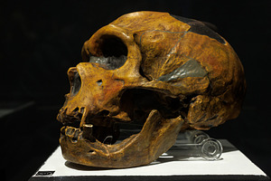Head of a Homo Neanderthalensis, a School & Education Photo by Bepslabor