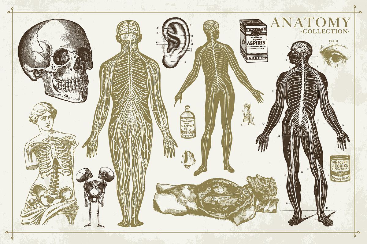 100+ Vintage Anatomy Vectors, a Healthcare Illustration by Shizzle Stock (Photo 6 of 20)