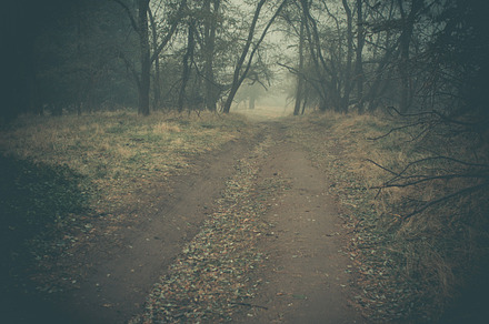 Dirt road containing dark, forest, and woods