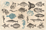 154 Vintage Sea Illustrations, an Animal Illustration by Brigantine Designs (Thumbnail 4 of 10)