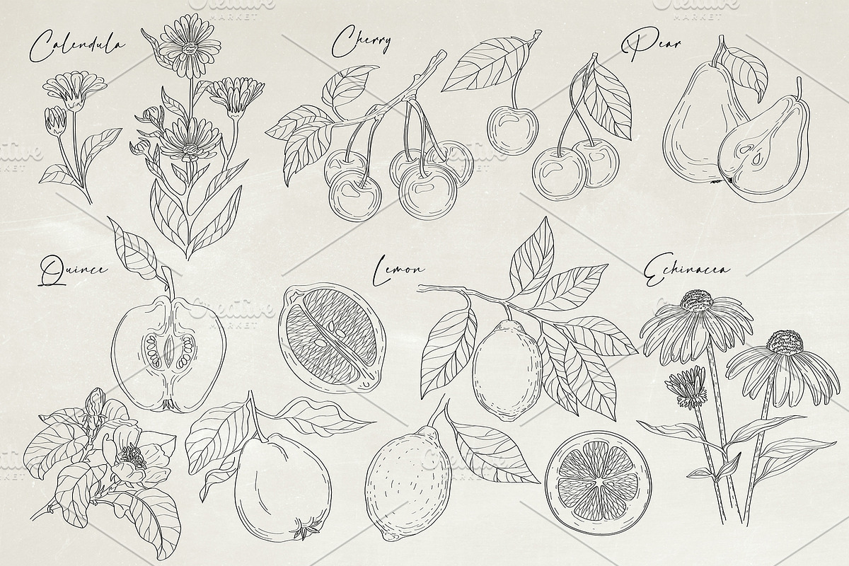 Herbs & Fruits hand drawn collection, an Object Illustration by Garden in frame (Photo 7 of 9)