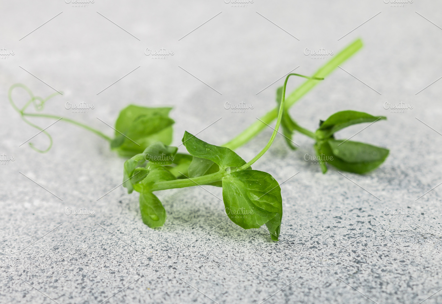 Fresh sweet green pea sprout, a Food & Drink Photo by La_Vanda