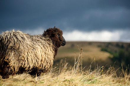 Mountain sheep grazing on pasture in autumn, an Animal Photo by Byrdyak