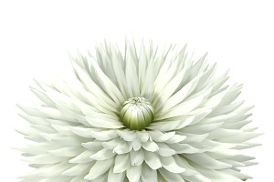 Dahlia White