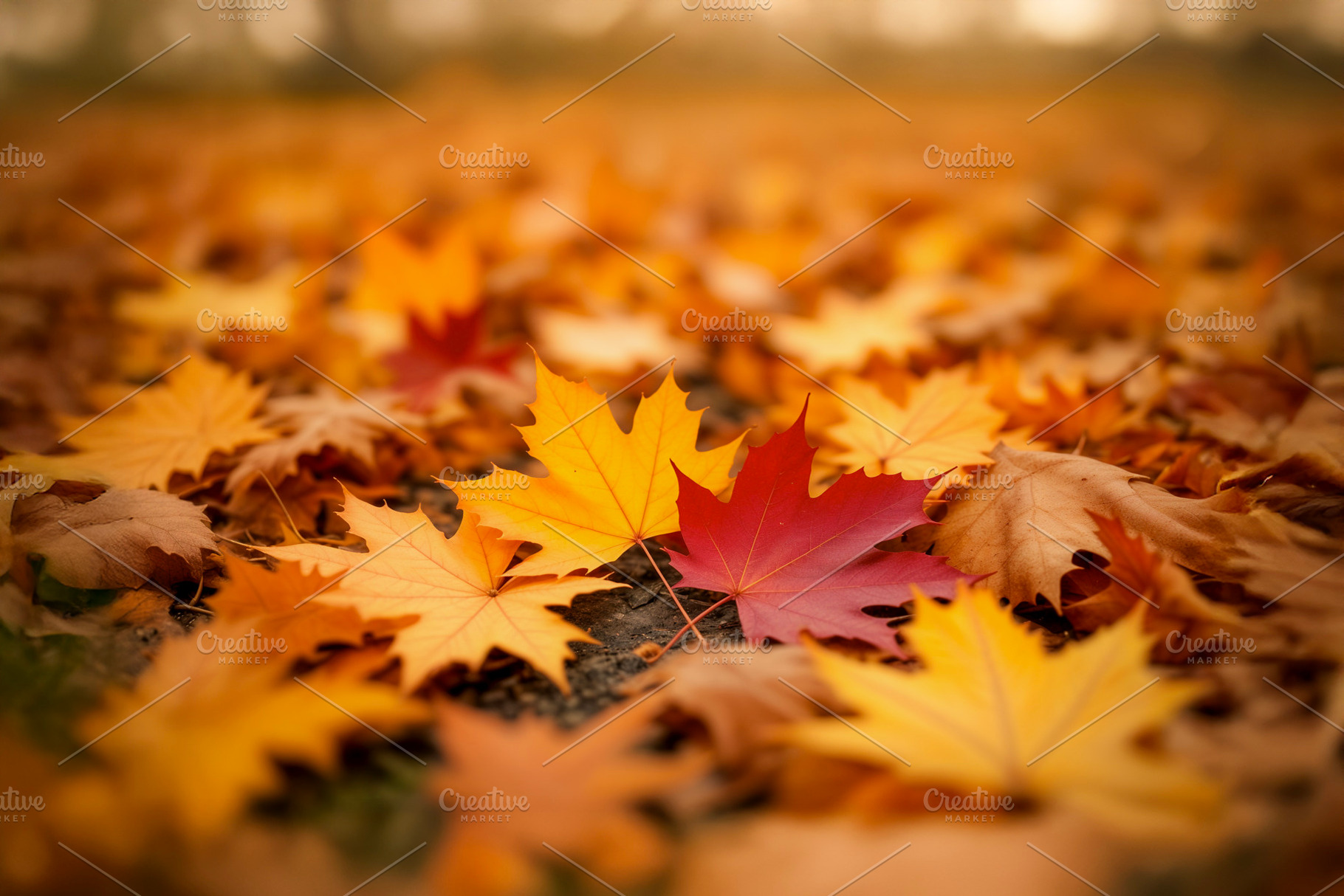 Colorful autumn maple leaves, a Photo by rarrarorro