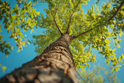 98 Trees view from below, a Nature Photo by Handmadefont (Thumbnail 86 of 98)