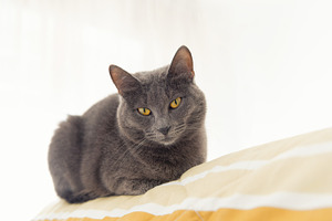 Gray cat relaxing on bed stock photo containing cat and gray cat