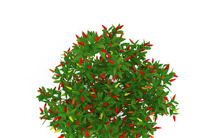 Pepper Bush