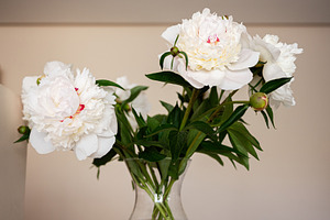 Elegant white peony flowers in a glass vase on a minimalist background, a Photo by AS photostudio
