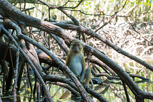 Macaque monkey sitting on mangrove tree, an Animal Photo by Vapi