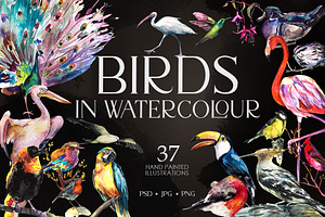 Birds watercolor illustrations