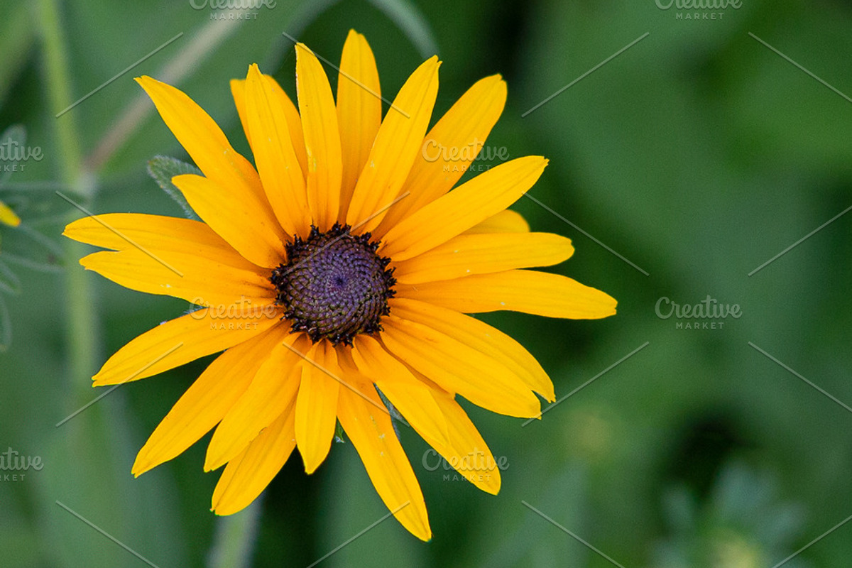 Vibrant Yellow Black Eyed Susan, a Nature Photo by Straightshooter (Photo 2 of 2)