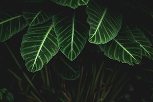 green leaves Background