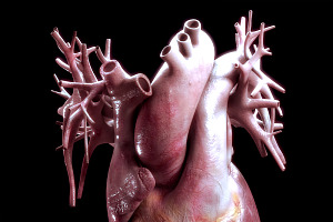 Human Heart High Quality