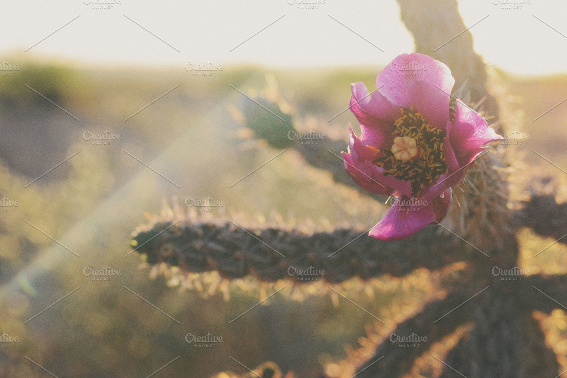 cactus bloom, a Nature Photo by Lilly Lane Market