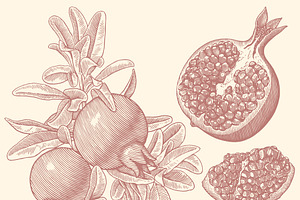 Pomegranate Fruit. Vector Engraving