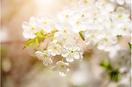 Cherry flowers frame, a Nature Photo by Nature and travel