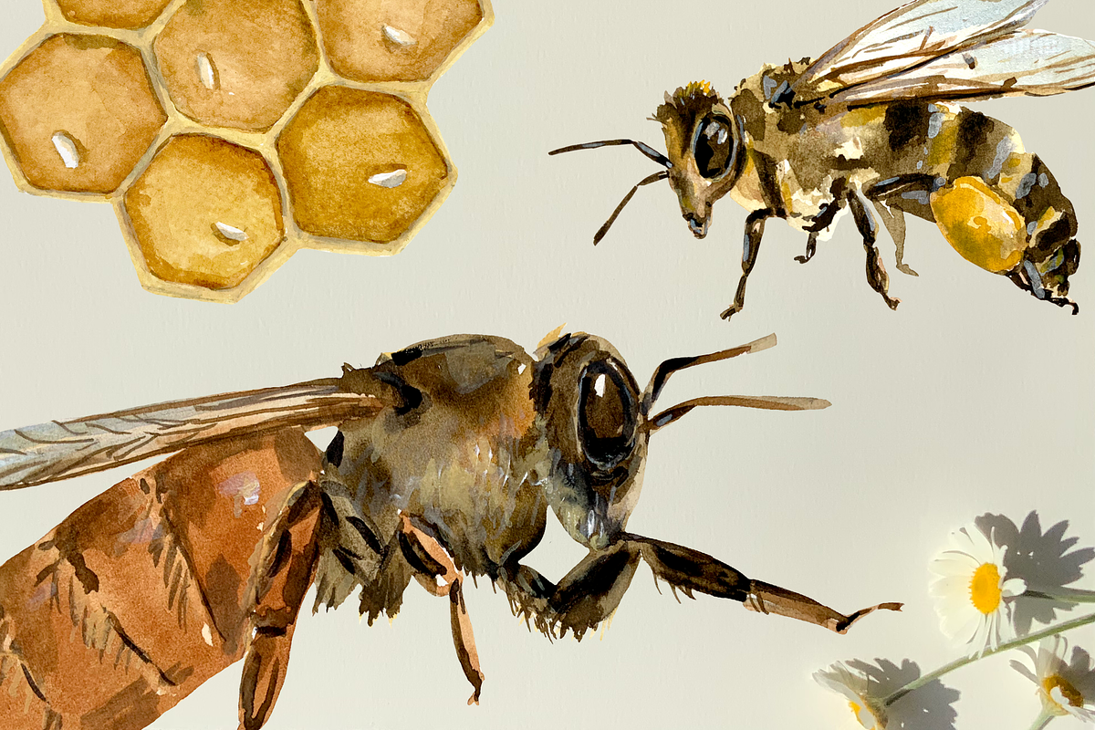 Bee Life Cycle Clip Art and Print, an Education Illustration by Tati Bordiu (Photo 3 of 3)
