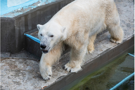 Polar bear in the zoo, an Animal Photo by Jan Jack Russo Media