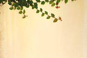 Creeping vine on stone, an Abstract Photo by The Free Creatives (Thumbnail 1 of 2)