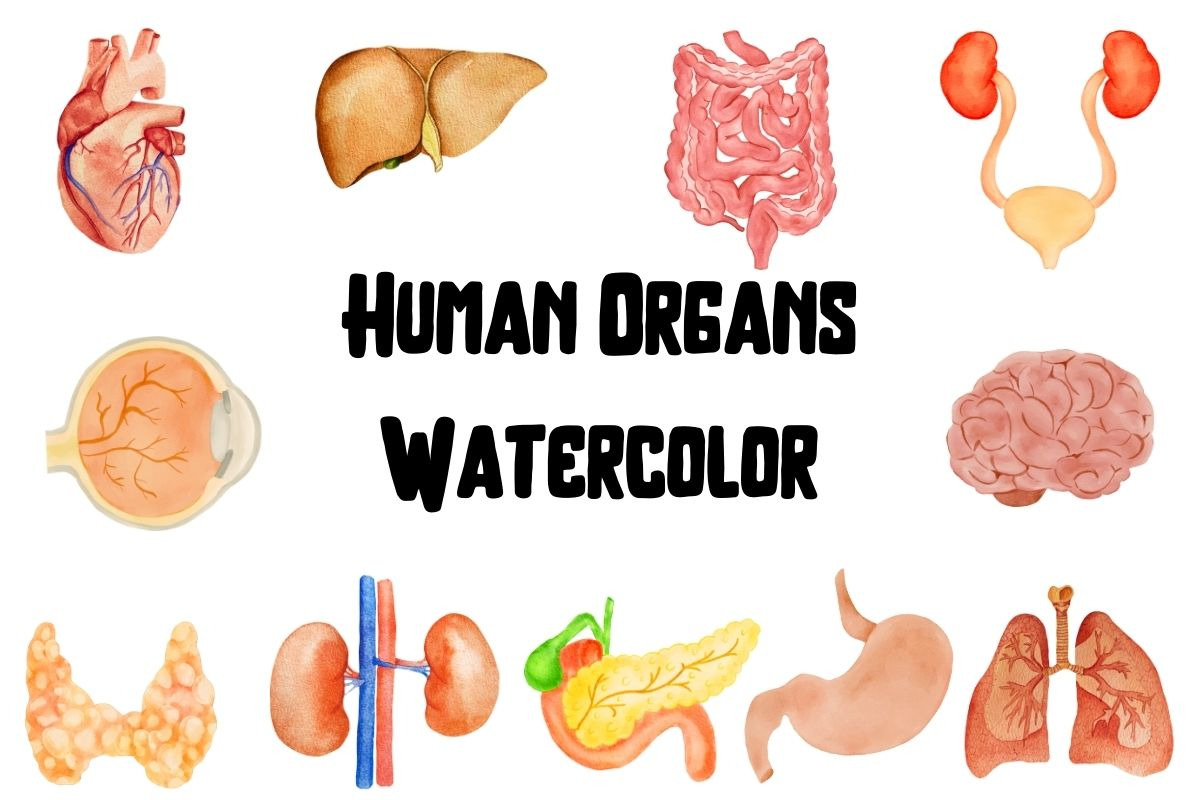Human Organs, Anatomy Watercolor PNG, a Person Illustration by Awieee1