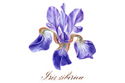 Irises set, a Decorative Illustration by Watercolor life (Thumbnail 5 of 6)