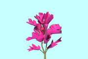 Beautiful Low Poly Tree 02, a Scene 3D Model by Tedi Permana (Thumbnail 1 of 4)