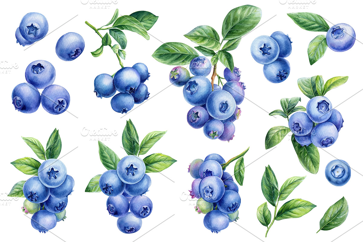 Fruits and berries, an Illustration by Hanna Hryharenka (Photo 6 of 16)