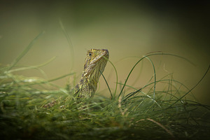 Juvenile Eastern Water Dragon, an Animal Photo by Rob D Animal Photography