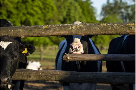 Milk cows in a pen on a farm, an Animal Photo by volodymyrshtun13795