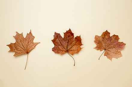 Golden orange autumn leaves of maple tree. Top view, a Photo by matucha
