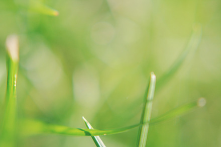 Frost On Plant Stock Photo Containing Nature And Plant preview 6