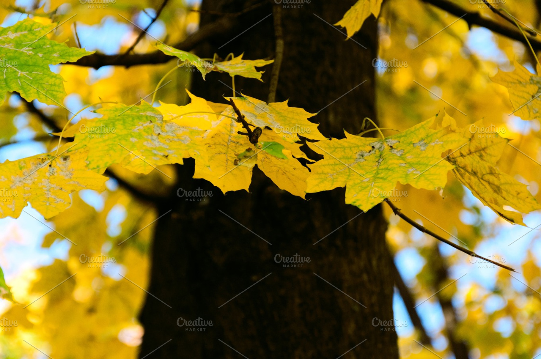 Autumn Comes