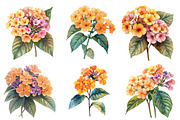 Watercolor Lantana Flower Clipart, an Illustration by SinaCreation (Thumbnail 4 of 5)