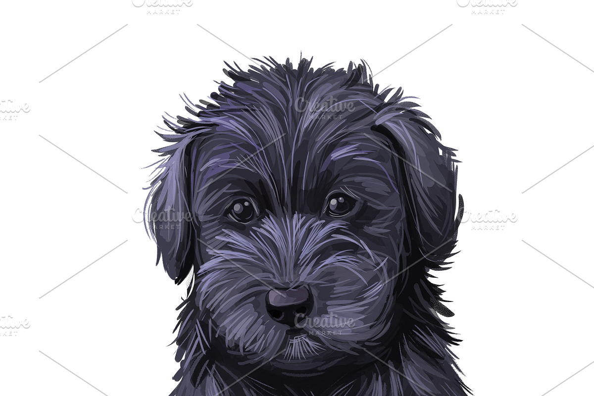 Poodle Cross Breeds 27 Dogs/Puppies, an Animal Illustration by Dneprstock (Photo 17 of 27)