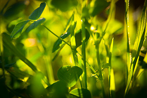 Greenery Macro, a Nature Photo by THP Creative