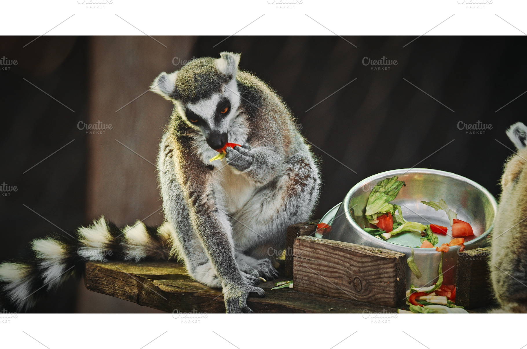 A curious lemur munching on fresh, an Animal Photo by Our Amazing World