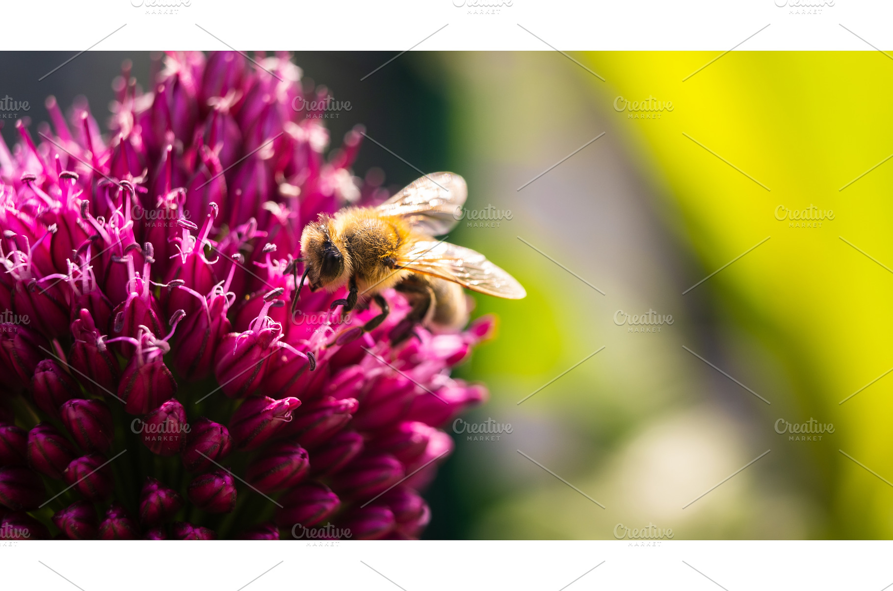 Honey bee collecting nectar from, an Animal Photo by MadPhotos