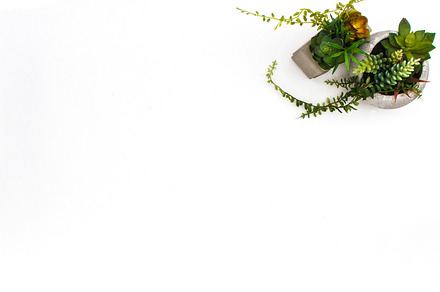 Styled Stock Photography Succulents