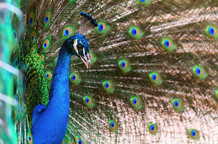 male peacock in mating season, an Animal Photo by Perpis