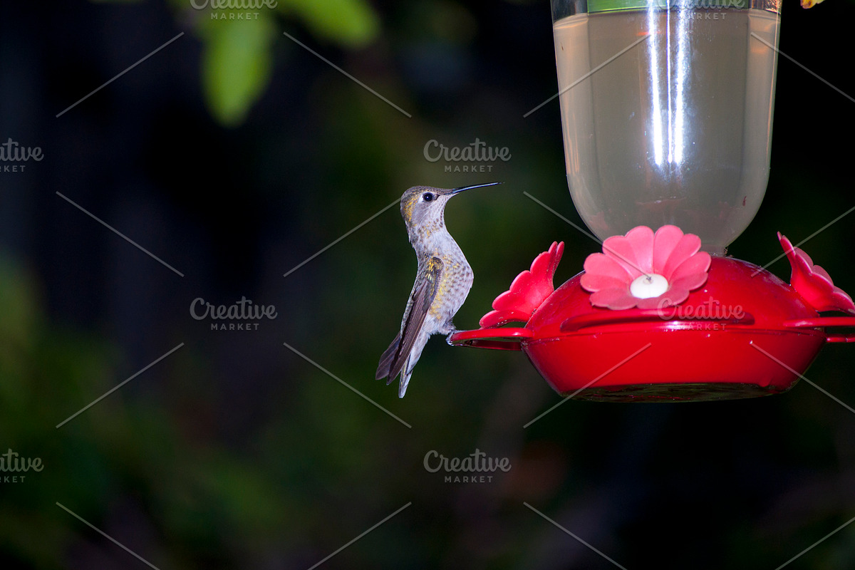 Hummingbird Stock Bundle, an Animal Photo by r.r.palacios (Photo 4 of 7)