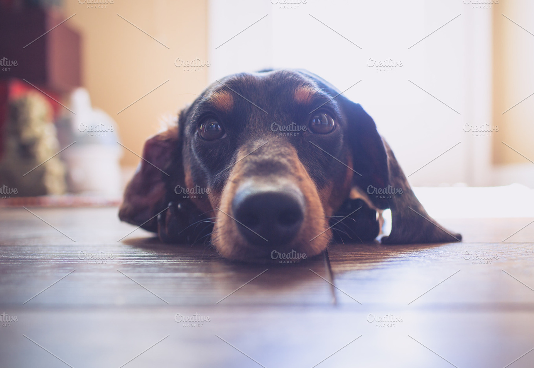 Dachshund Dog Resting on Floor, an Animal Photo by Shots by Sleeven