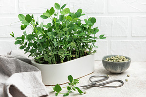 Fresh pea microgreens growing in white pot on kitchen table, a Food & Drink Photo by Olena Rudo