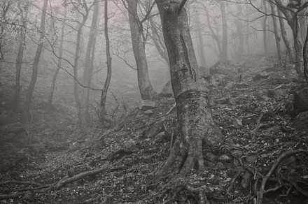 Misty forest stock photo containing mist and misty