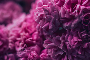 Floral background featuring flowers, floral, and botanical