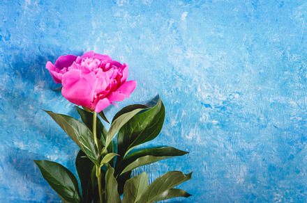 One purple-pink peony on a blue concrete and marble background., a Nature Photo by TanaCh