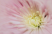 01 Pink Chrysanthemum Macro, a Nature Photo by Nancy Hebert Photography (Thumbnail 2 of 2)