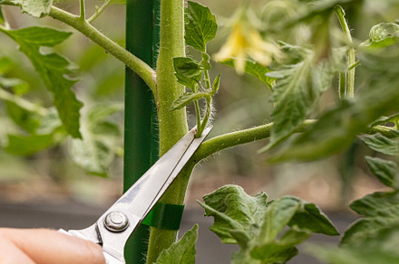 Close up of hands pruning tomato plants