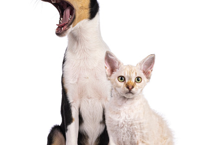 Cat and dog on white background, an Animal Photo by Cat'chy Images by Nynke